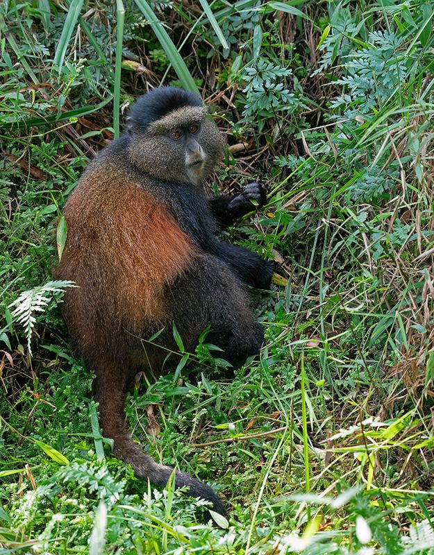 Golden monkey / Gouden meerkat