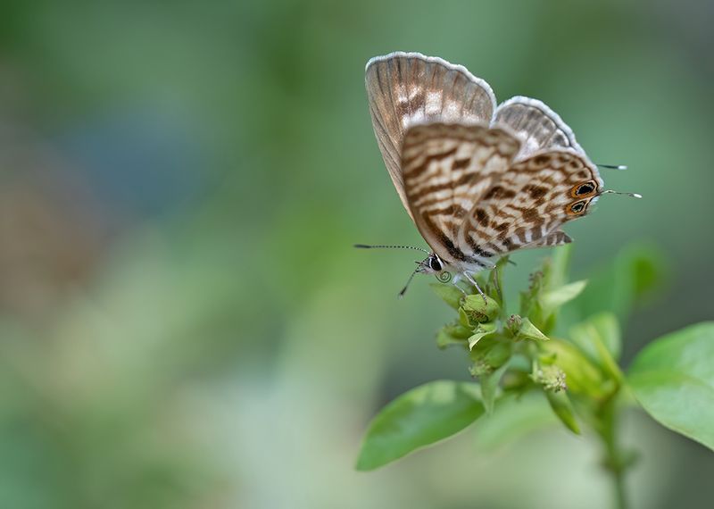 Langs Short-tailed Blue / Klein Tijgerblauwtje