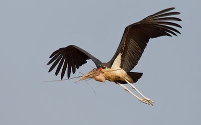 Marabou Stork / Marabou 