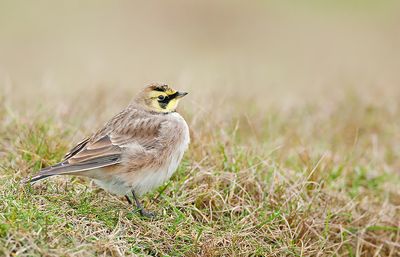Shore lark / Strandleeuwerik