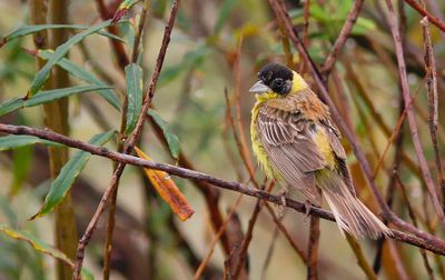 Black-headed Bunting / Zwartkopgors