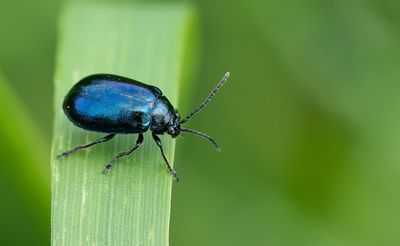 alder leaf beetle / Elzenhaantje