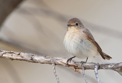 Red-breasted flycatcher / Kleine vliegenvanger