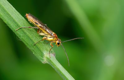 Tenthredopsis sordida