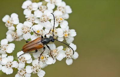 Pseudovadonia livida / Ingekeepte smalboktor