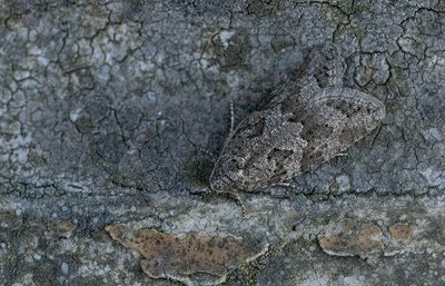 Cnephasia incertana / Spikkelbladroller