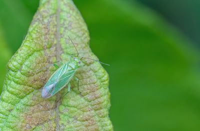 Orthotylus marginalis / Wilgensteilneus