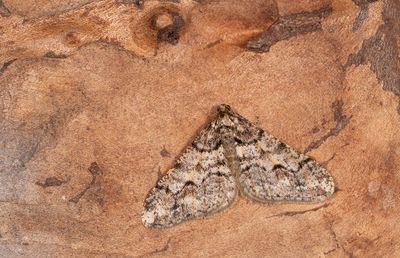 Agriopis leucophaearia / Kleine voorjaarsspanner