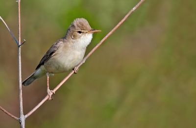 Eastern Olivacious warbler / Vale spotvogel