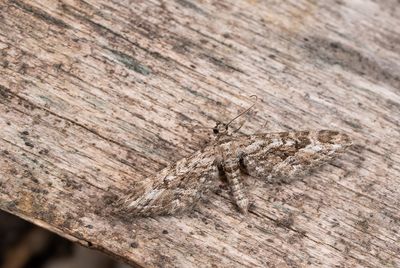 Eupithecia nanata / Smalvleugeldwergspanner 