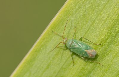 Orthotylus adenocarpi / Blauwgroene bremsteilneus