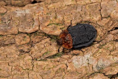 Red-breasted Carrion Beetle / Oranje aaskever