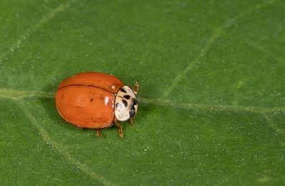 Harmonia axyridis f. succinea / Veelstippig Aziatisch lieveheersbeestje