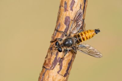 Choerades igneus / Gouden dennenstamjager