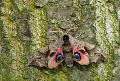 Eyed Hawkmoth / Pauwoogpijlstaart
