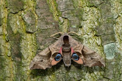 Eyed Hawkmoth / Pauwoogpijlstaart