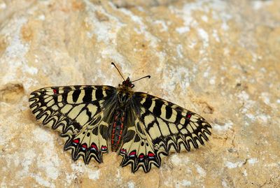 Southern Festoon / Zuidelijke pijpbloemvlinder 