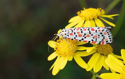 Crimson Speckled / Prachtbeer