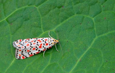 Crimson Speckled / Prachtbeer