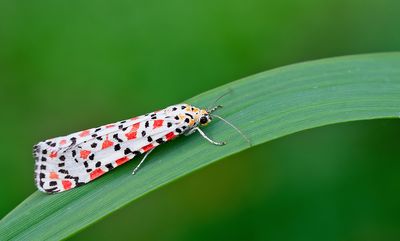 Crimson Speckled / Prachtbeer