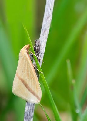 Rhodometra sacraria / Roodstreepspanner