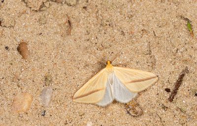 Rhodometra sacraria / Roodstreepspanner