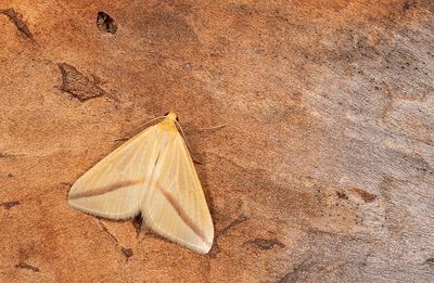 Rhodometra sacraria / Roodstreepspanner