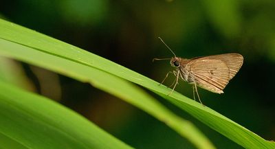 Cymaenes sp. cf. C.alumna