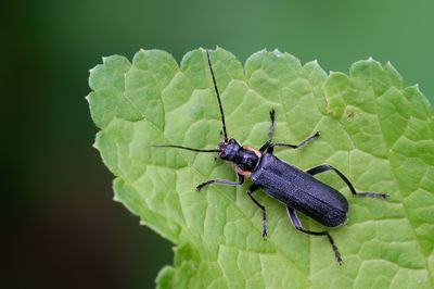 Cantharis obscura / Zwart Soldaatje