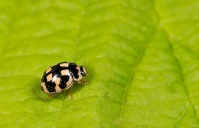 14-spot Ladybird / Schaakbordlieveheersbeestje