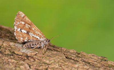 Bupalus piniaria / Dennenspanner