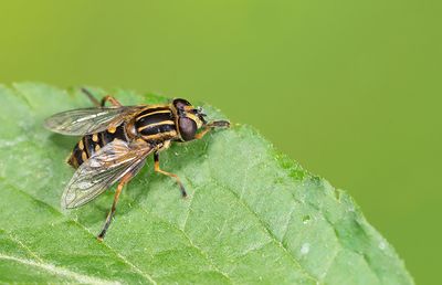 Marsh Hoverfly / Gewone pendelzweefvlieg