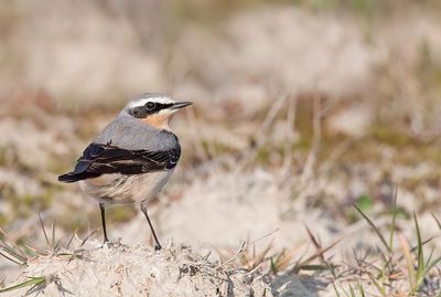 Northern wheatear / Tapuit