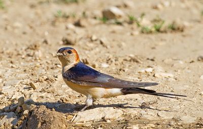 Red-rumped swallow / Roodstuitzwaluw