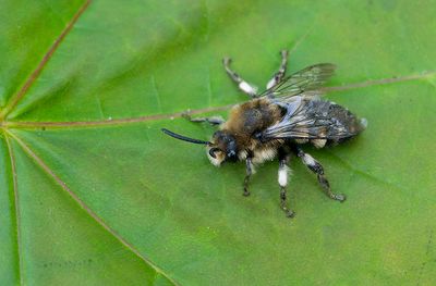 Melecta albifrons /  Bruine rouwbij