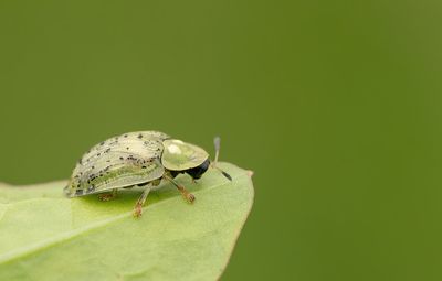 Cassida nebulosa / Gevlekte schildpadtor