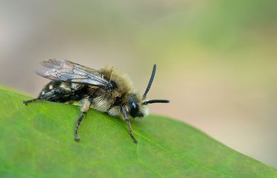 Melecta albifrons / Bruine rouwbij 