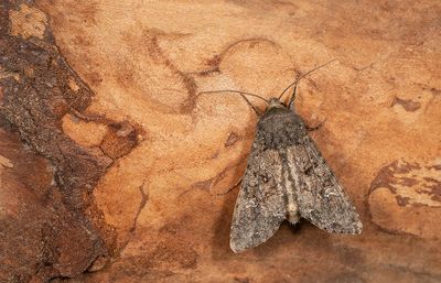 Cabbage moth / Kooluil