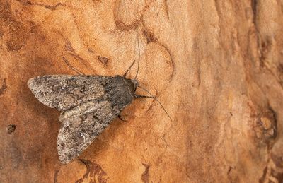 Cabbage moth / Kooluil