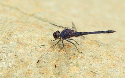 Indigo dropwing / Blauwe zonnewijzer