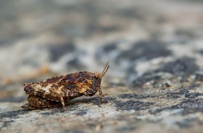 Two-spotted Groundhopper / Bosdoorntje
