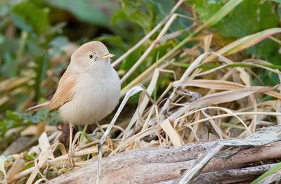 African desert warbler / Afrikaanse woestijngrasmus