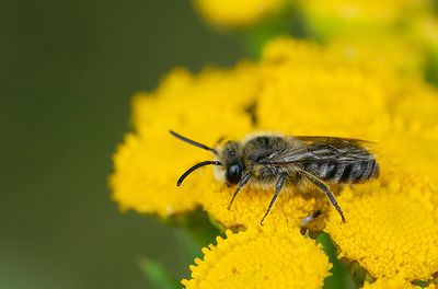 Davies' Colletes / Wormkruidbij