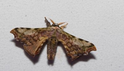 Quentalia lividia