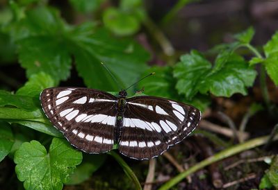 Common glider / Lathyruszwever