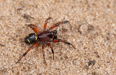Asagena phalerata / Heidesteatoda