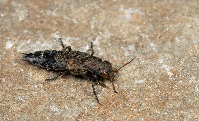 Ontholestes murinus
