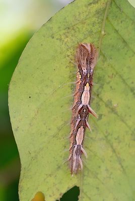 Morpho peleides