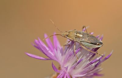 Maccevethus persicus