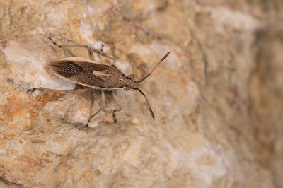 Maccevethus persicus